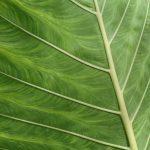 Inisiatif Dinas Damkar Pesisir Barat untuk Hapus Sarang Tawon di Rumah Sakit