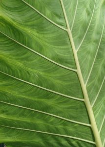 Inisiatif Dinas Damkar Pesisir Barat untuk Hapus Sarang Tawon di Rumah Sakit